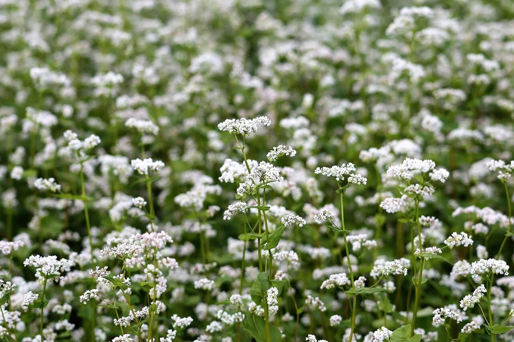Buckwheat Seeds - Cover Crop & Soil Health Improver - Fast Growing Annual - Image 1
