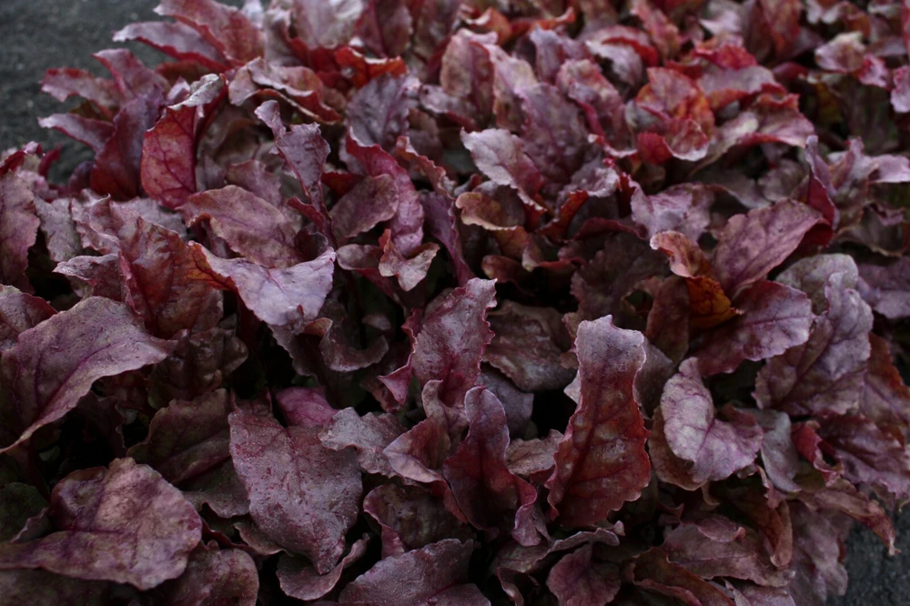 Bull's Blood Beet Seeds - Heirloom Vegetable Seeds for Deep Burgundy Greens - Image 2