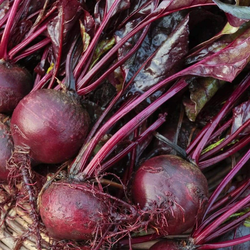Bull's Blood Beet Seeds - Heirloom Vegetable Seeds for Deep Burgundy Greens - Image 1