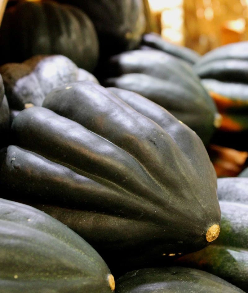 Burgess Buttercup Winter Squash Seeds - Turban Shaped, Easy Grow, Outdoor - Image 2