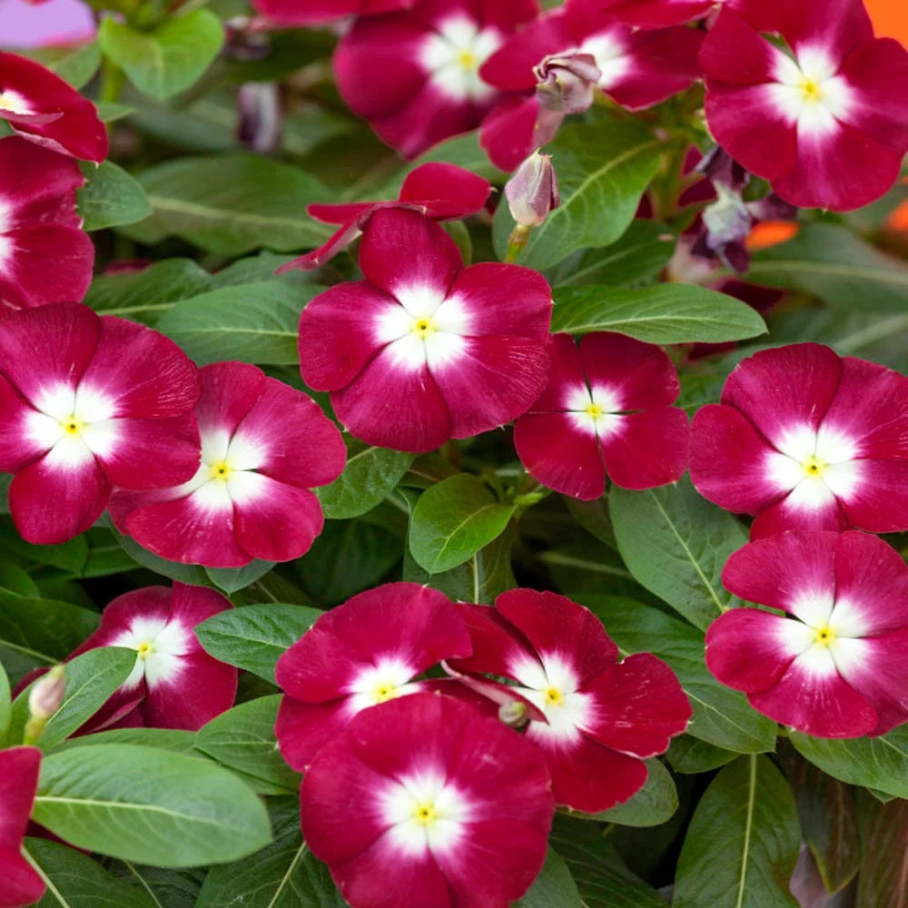 Burgundy Vinca Flower Seeds – Drought Tolerant Ground Cover – 100 Seeds - Image 1