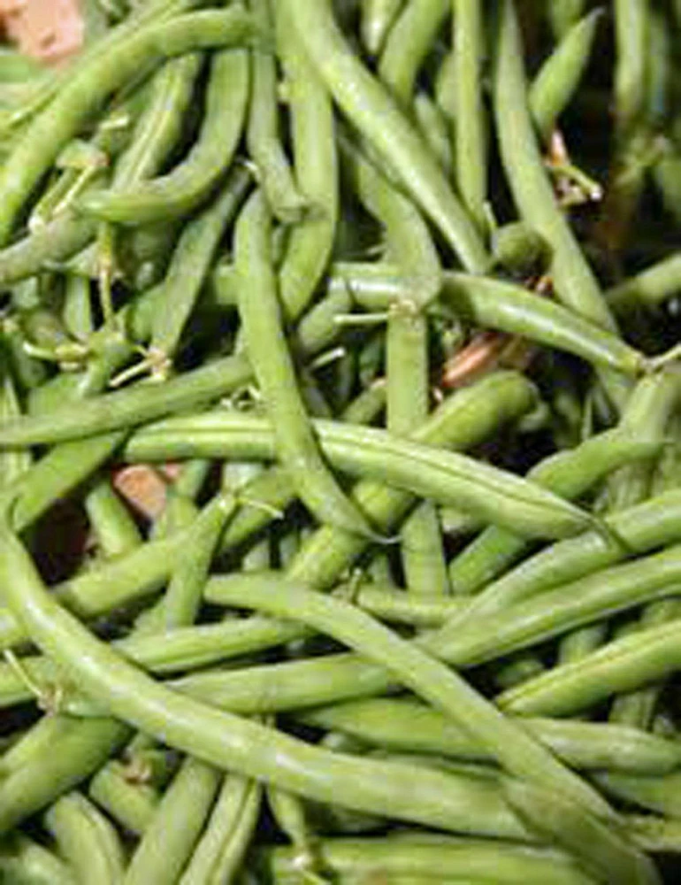 Burpee Stringless Green Bean Seeds - 1 LB Packet for Outdoor Gardens - Image 1