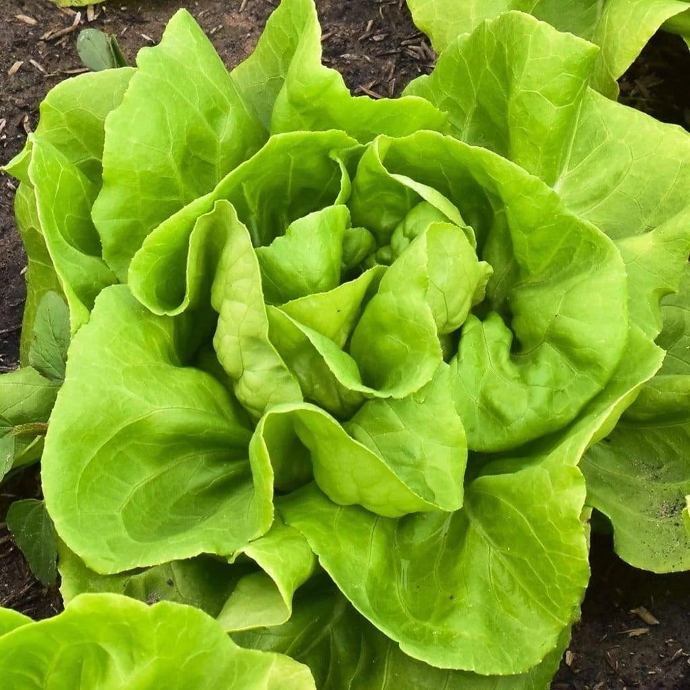 Buttercrunch Butterhead Lettuce Seeds - Annual, Green, Outdoor - Image 1