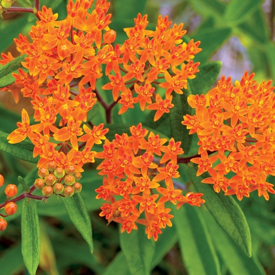 Butterfly Weed Seeds - Orange Milkweed, Asclepias tuberosa, Perennial Flower Seeds, Attracts Pollinators - Image 1
