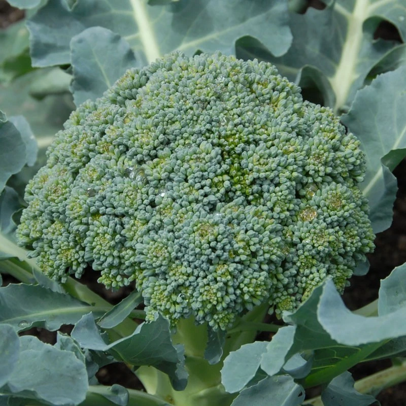 Calabrese Broccoli Seeds - Vegetable Seeds for Outdoor Gardening - Zones 3-12 - Image 2