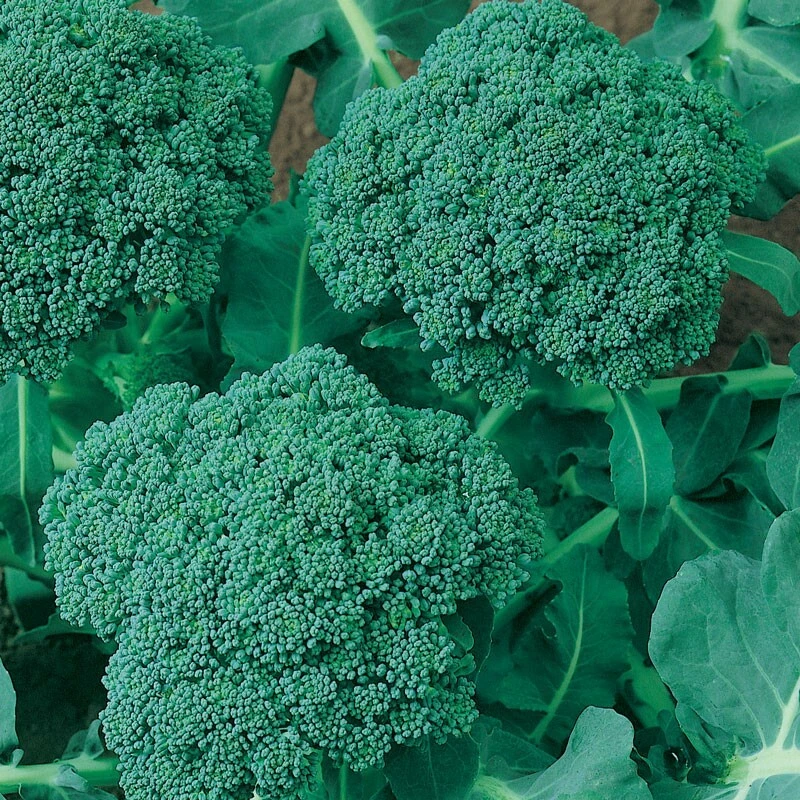 Calabrese Broccoli Seeds - Vegetable Seeds for Outdoor Gardening - Zones 3-12 - Image 1