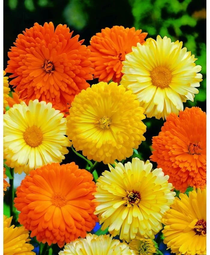 Calendula Pacific Beauty Seeds Mix - Pot Marigold Flower Seeds - Gold, Orange, Yellow - Easy Grow - Image 1