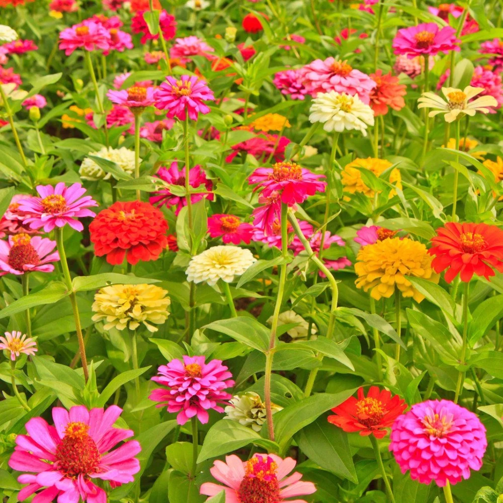California Giant Zinnia Mix Seeds - Multicolor, Outdoor, Easy Grow - Image 1