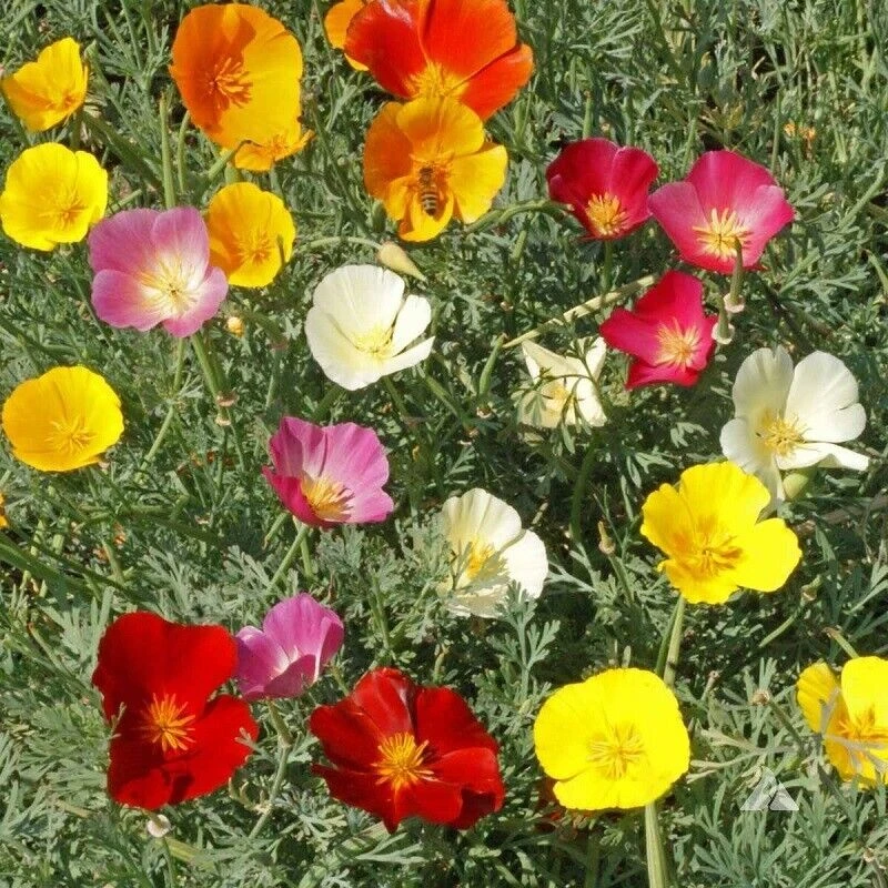 California Poppy Seeds Mix - Multicolor State Flower, Easy Grow Outdoor - Image 2