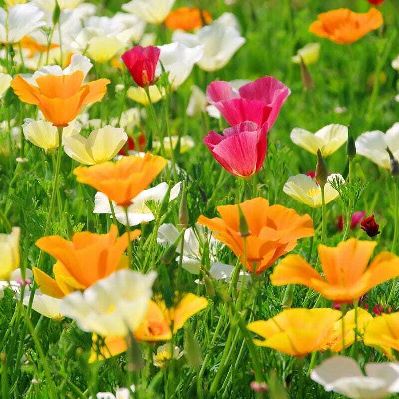 California Poppy Seeds Mix - Multicolor State Flower, Easy Grow Outdoor - Image 1