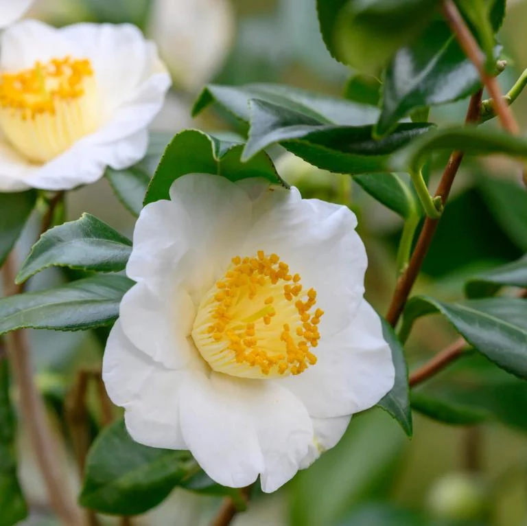 Camellia sinensis Live Tea Plant - 3-6" Tall - Ship No Pot - Green Tea Evergreen Shrub for Garden, Patio & Container Growing - Image 1