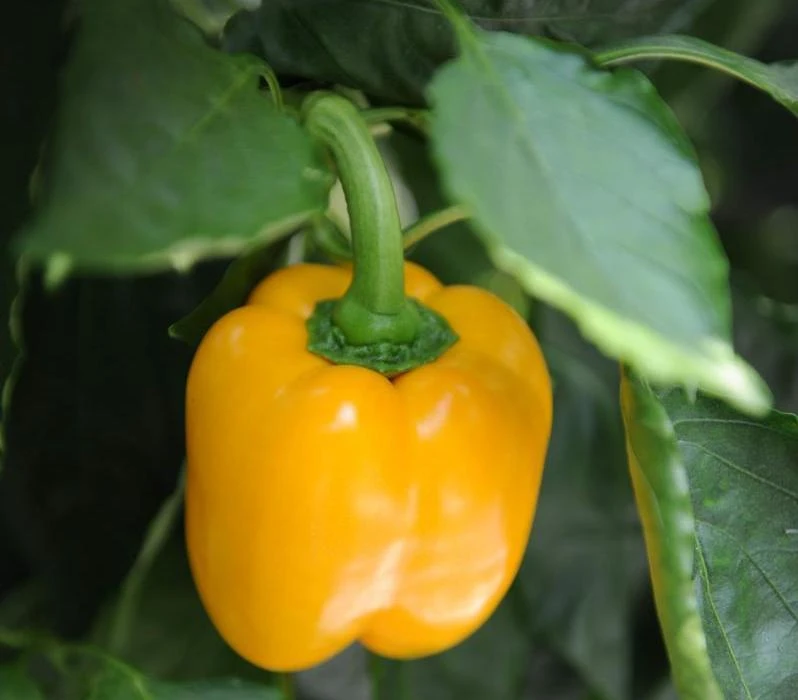 Canary Yellow Sweet Bell Pepper Seeds - Heirloom, Annual, Full Sun - Image 2