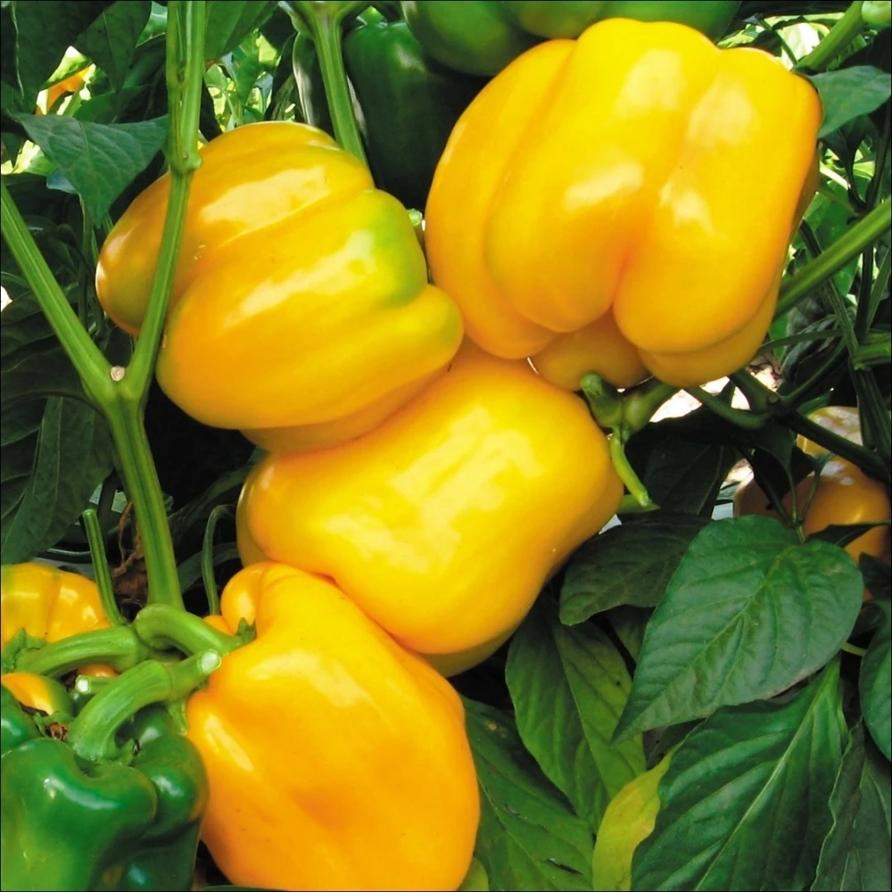 Canary Yellow Sweet Bell Pepper Seeds - Heirloom, Annual, Full Sun - Image 1