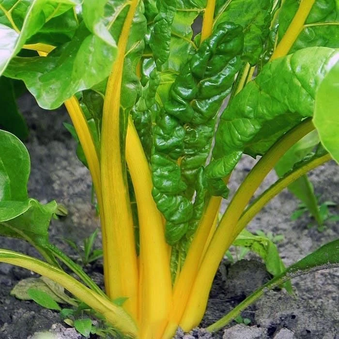 Canary Yellow Swiss Chard Seeds - Colorful Salad & Ornamental Vegetable - Image 1