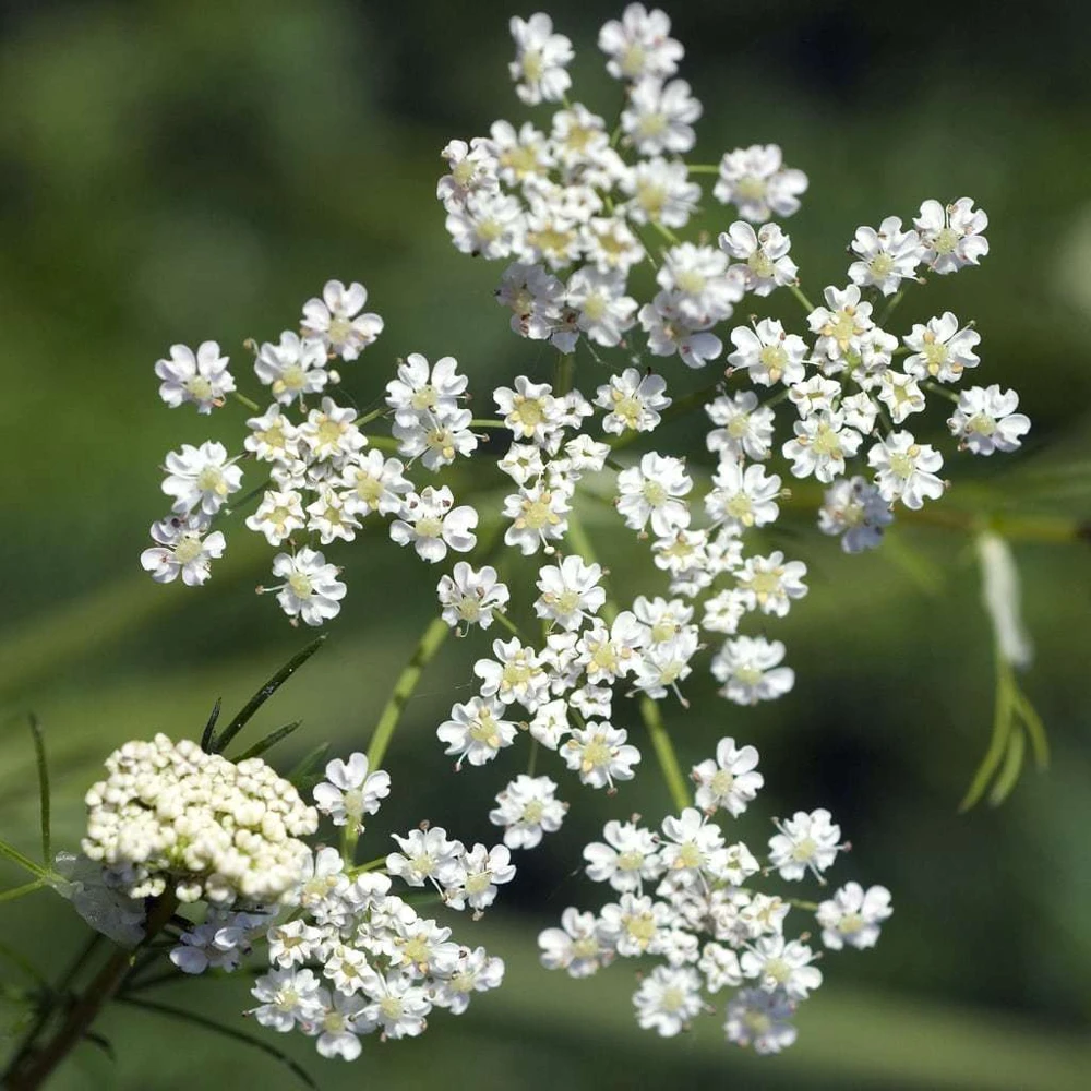 Caraway Herb Seeds - Garden Planting Variety - Carum carvi - Image 1