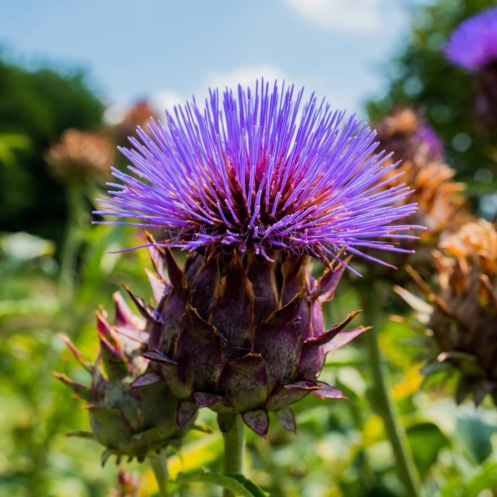 Cardoon Seeds - Artichoke Thistle Seeds - Variety Packets - Outdoor - Image 2
