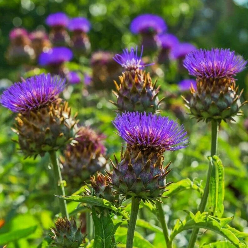 Cardoon Seeds - Artichoke Thistle Seeds - Variety Packets - Outdoor - Image 1