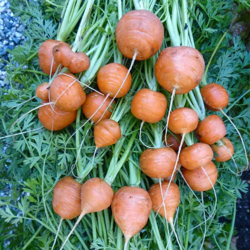 Carrot Seeds Collection - 14 Varieties, Annual Vegetable Seeds - Image 10