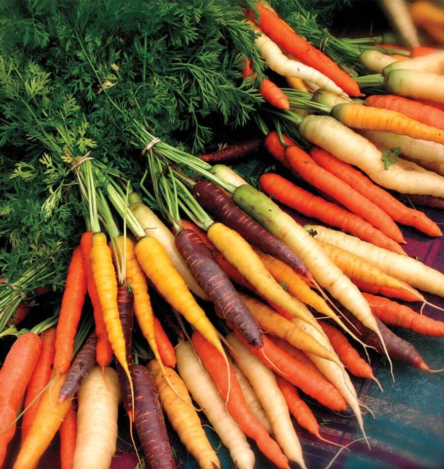 Carrot Seeds Collection - 14 Varieties, Annual Vegetable Seeds - Image 11