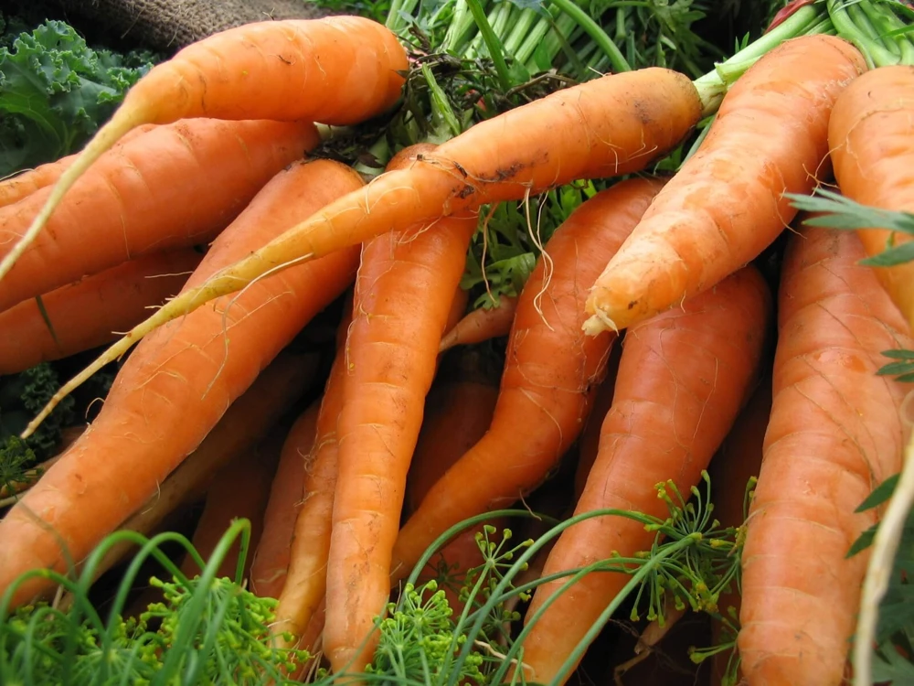 Carrot Seeds Collection - 14 Varieties, Annual Vegetable Seeds - Image 12