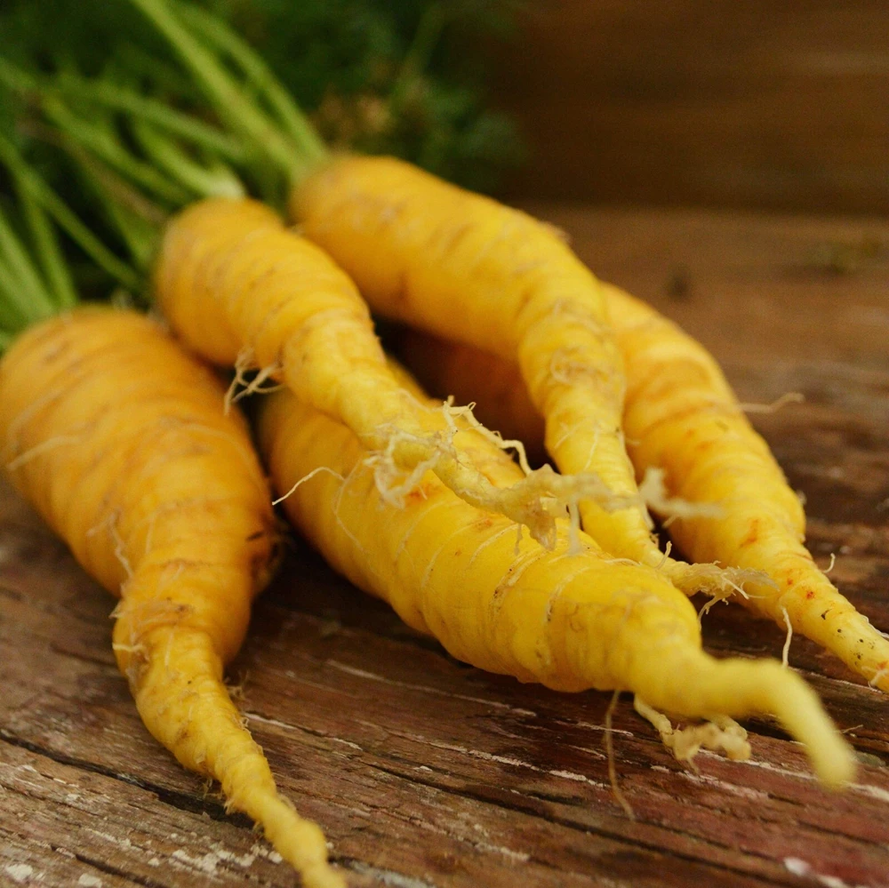 Carrot Seeds Collection - 14 Varieties, Annual Vegetable Seeds - Image 14