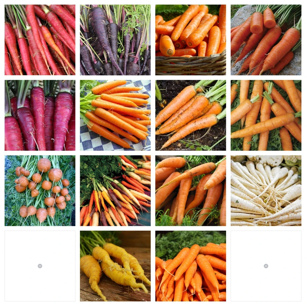 Carrot Seeds Collection - 14 Varieties, Annual Vegetable Seeds - Image 16
