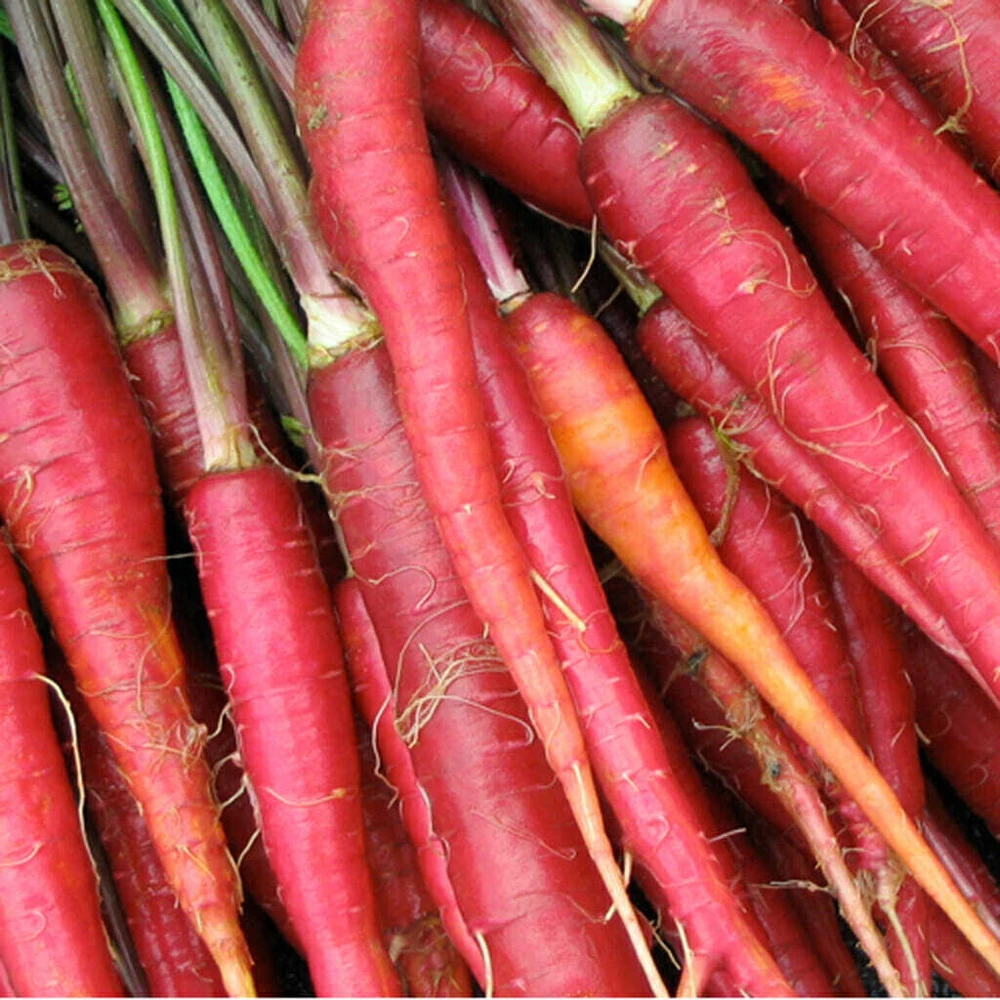 Carrot Seeds Collection - 14 Varieties, Annual Vegetable Seeds - Image 2