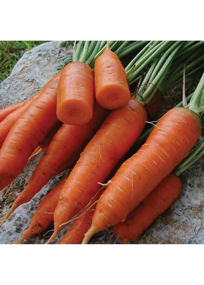 Carrot Seeds Collection - 14 Varieties, Annual Vegetable Seeds - Image 5