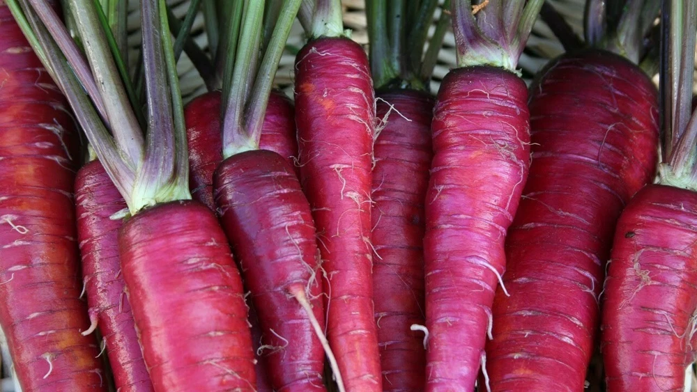 Carrot Seeds Collection - 14 Varieties, Annual Vegetable Seeds - Image 6