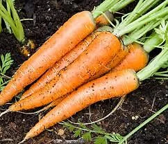 Carrot Seeds Collection - 14 Varieties, Annual Vegetable Seeds - Image 8
