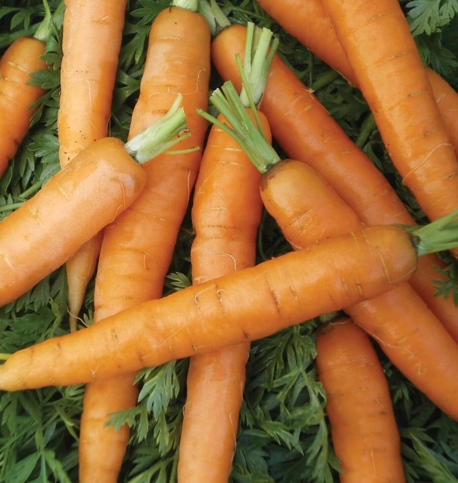 Carrot Seeds Collection - 14 Varieties, Annual Vegetable Seeds - Image 9