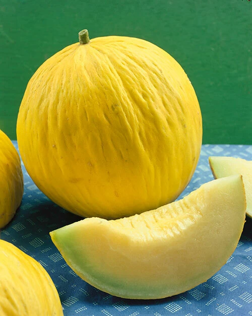 Casaba Golden Beauty Muskmelon Seeds - Outdoor Fruit Seeds, Easy Grow - Image 1