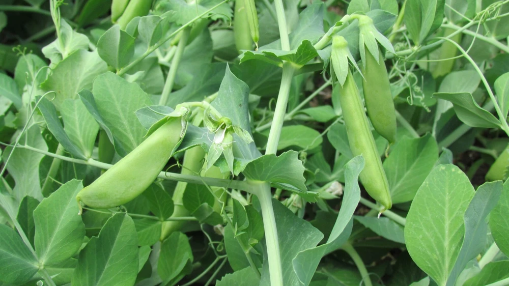 Cascadia Snap Pea Seeds - Early, Compact Heirloom Snow Peas for Garden - Image 2