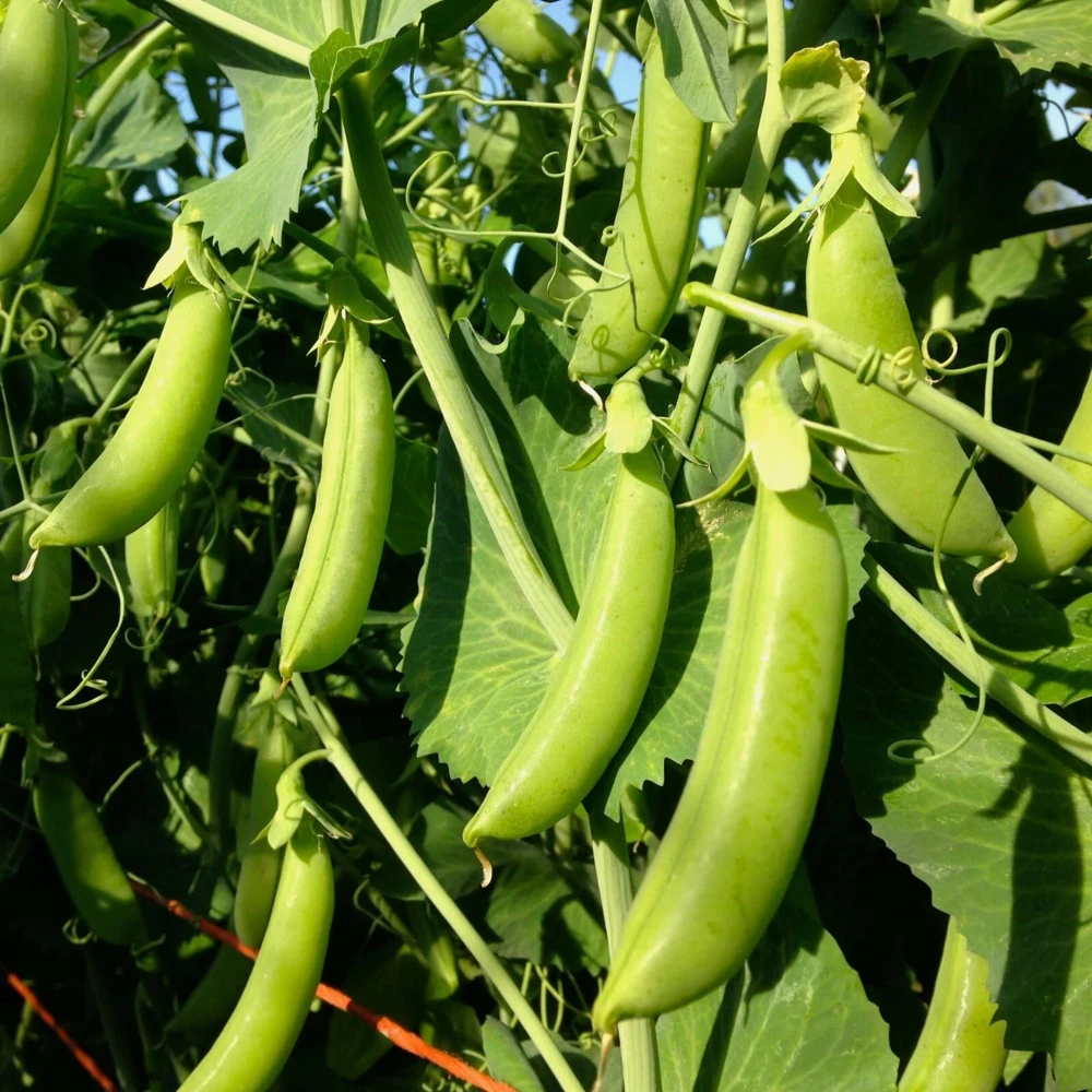 Cascadia Snap Pea Seeds - Early, Compact Heirloom Snow Peas for Garden - Image 1