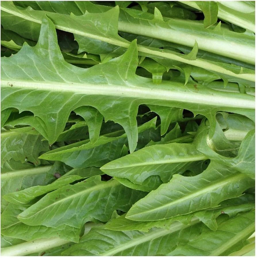Catalogna Emerald Endive Seeds - Chicory, Italian Dandelion, Green, Outdoor - Image 2