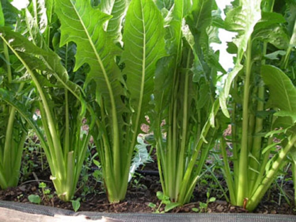 Catalogna Emerald Endive Seeds - Chicory, Italian Dandelion, Green, Outdoor - Image 1