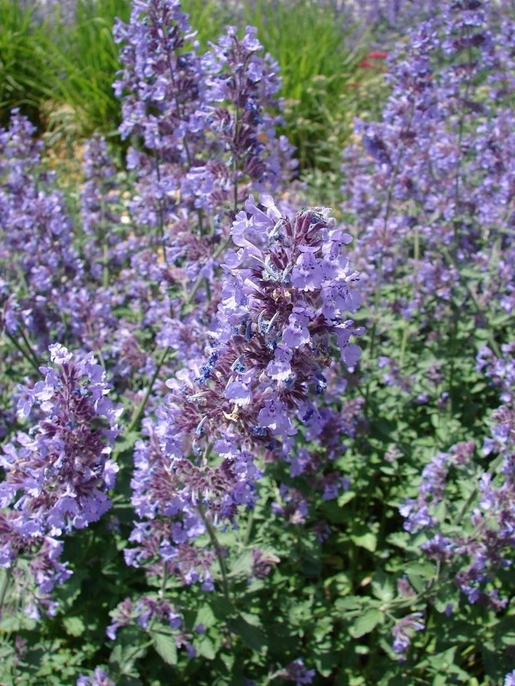 Catnip Seeds – Nepeta Cataria Herb Seeds for Cats & Garden – Easy to Grow Perennial - Image 1