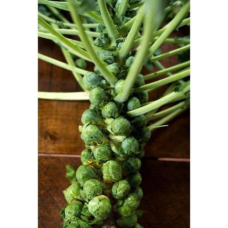 Catskill Brussels Sprouts Vegetable Seeds - Easy to Grow Brassica oleracea - Image 2