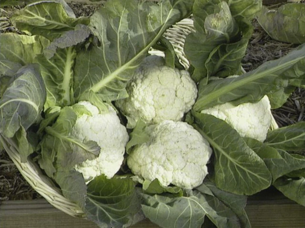 Cauliflower Snowball Y Improved Seeds - Self Blanching Vegetable - Image 2