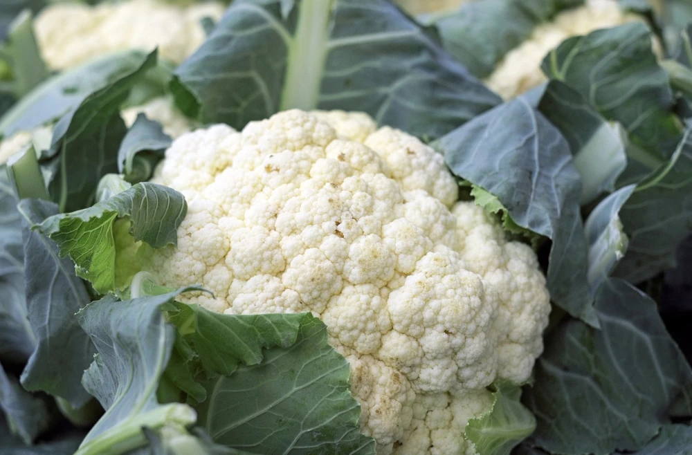 Cauliflower Snowball Y Improved Seeds - Self Blanching Vegetable - Image 1