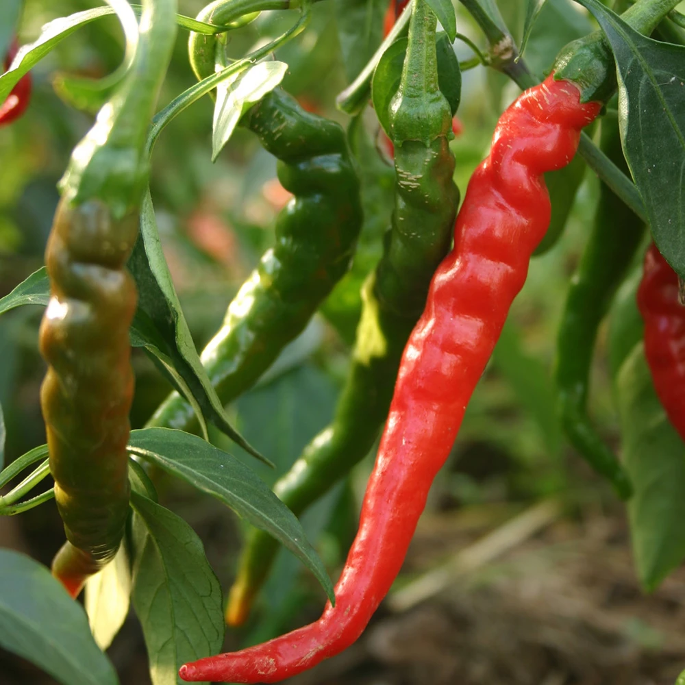 Cayenne Long Red Thin Pepper Seeds - Capsicum annuum longum - Zones 3-12 - Image 2