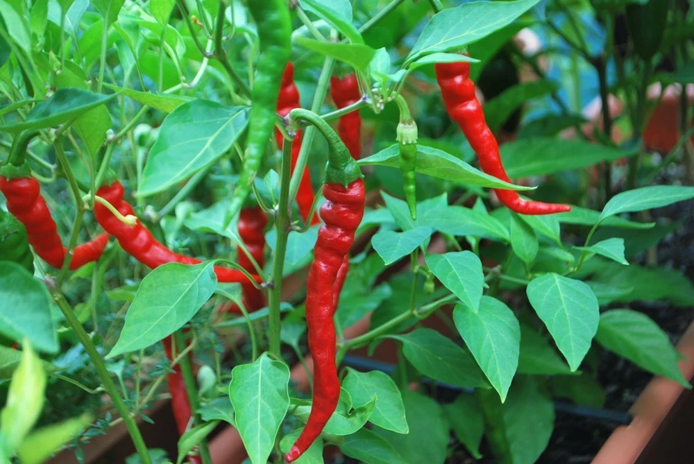 Cayenne Long Red Thin Pepper Seeds - Capsicum annuum longum - Zones 3-12 - Image 1