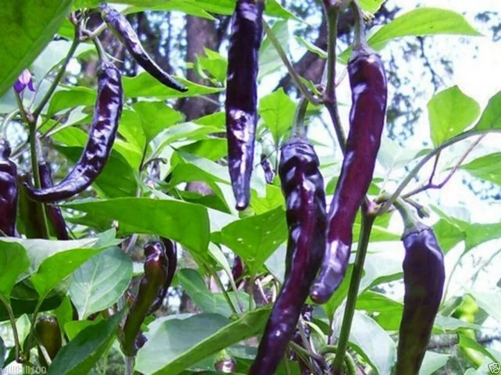 Cayenne Purple Hot Pepper Seeds - Annual, Easy to Grow, Outdoor - Image 1