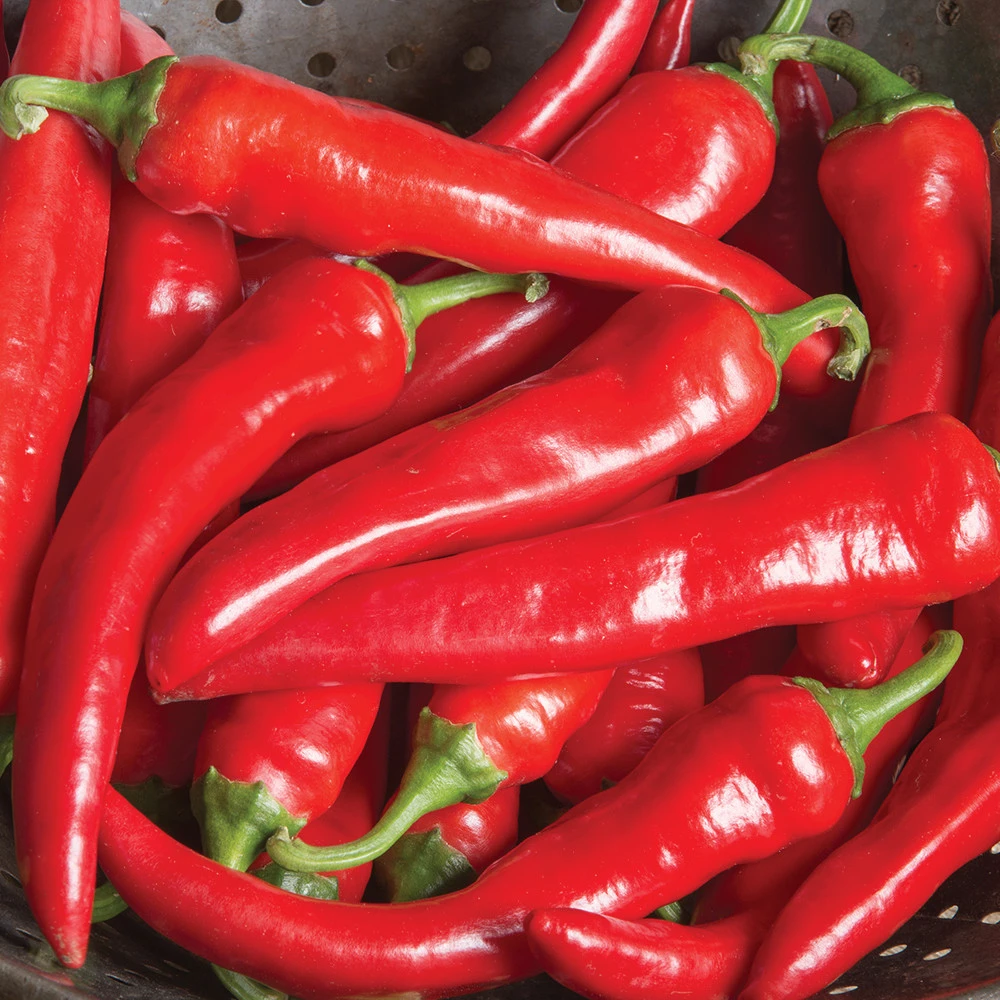 Cayenne Thick Red Pepper Seeds - Capsicum annuum longum - Zones 3-12 - Image 2
