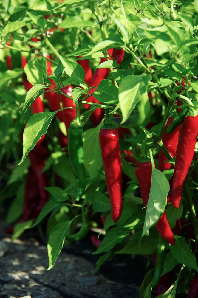 Cayenne Thick Red Pepper Seeds - Capsicum annuum longum - Zones 3-12 - Image 1