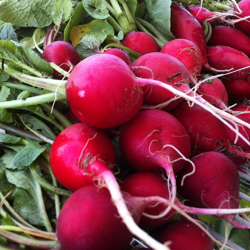 Champion Radish Seeds - Fast Harvest Vegetable Seeds - Image 1