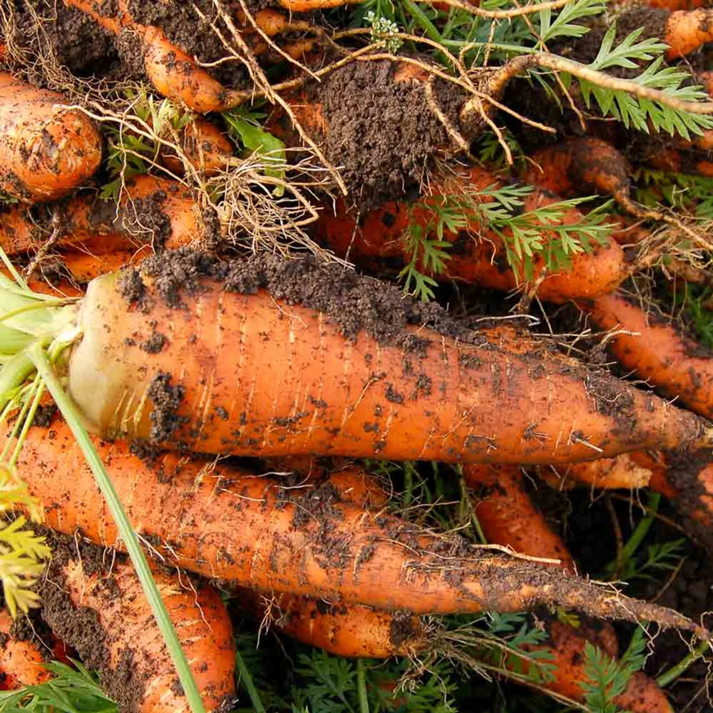 Chantenay Red Core Carrot Seeds - Heirloom Vegetable Seeds for Home Garden - Image 2