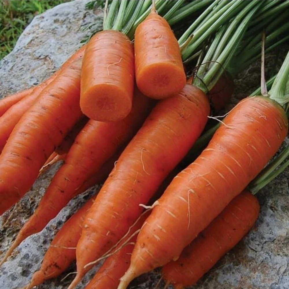 Chantenay Red Core Carrot Seeds - Heirloom Vegetable Seeds for Home Garden - Image 1