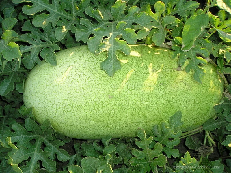 Charleston Gray Watermelon Seeds - Huge 35-50 lbs Fruit Seeds Outdoor - Image 1