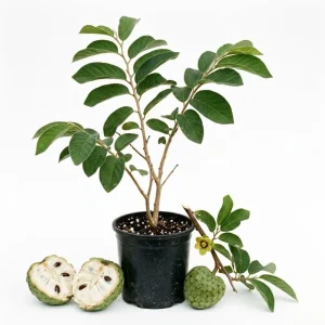 Cherimoya Live Plant Half Gallon - Annona Cherimola Fruit Tree, Custard Apple Tropical Fruit Plant - Image 1